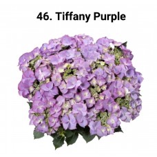 046. Гортензия крупнолистная Tiffany Purple
