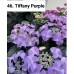 046. Гортензия крупнолистная Tiffany Purple