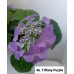 046. Гортензия крупнолистная Tiffany Purple