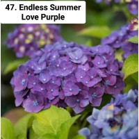 047. Гортензия крупнолистная Endless Summer Love Purple