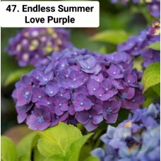 047. Гортензия крупнолистная Endless Summer Love Purple
