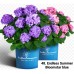 048. Гортензия крупнолистная Endless Summer Bloomstar blue