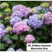 048. Гортензия крупнолистная Endless Summer Bloomstar blue