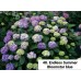 048. Гортензия крупнолистная Endless Summer Bloomstar blue