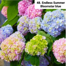 048. Гортензия крупнолистная Endless Summer Bloomstar blue