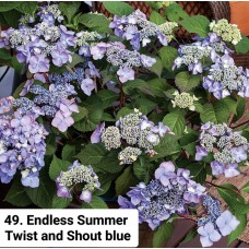 049. Гортензия крупнолистная Endless Summer Twist and Shout  blue