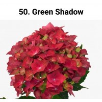050. Гортензия крупнолистная Green Shadow