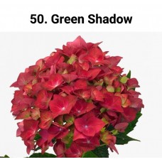 050. Гортензия крупнолистная Green Shadow
