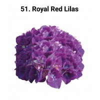 051. Гортензия крупнолистная Royal Red Lilas