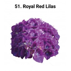 051. Гортензия крупнолистная Royal Red Lilas
