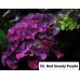 053. Гортензия крупнолистная Red beauty Purple