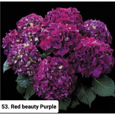 053. Гортензия крупнолистная Red beauty Purple