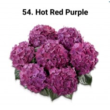 054. Гортензия крупнолистная Hot Red Purple
