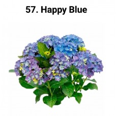057. Гортензия крупнолистная Happy Blue