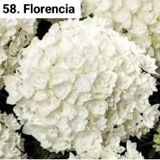 058. Гортензия крупнолистная Florencia