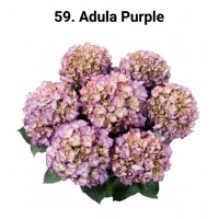 059. Гортензия крупнолистная Adula Purple