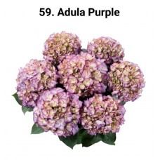 059. Гортензия крупнолистная Adula Purple