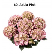 060. Гортензия крупнолистная Adula Pink