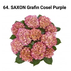 064. Гортензия крупнолистная SAXON Grafin Cosel Purple