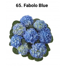 065. Гортензия крупнолистная Fabolo Blue