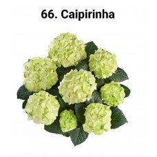066. Гортензия крупнолистная Caipirinha