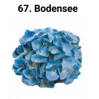 067. Гортензия крупнолистная Bodensee