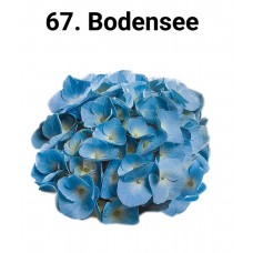 067. Гортензия крупнолистная Bodensee