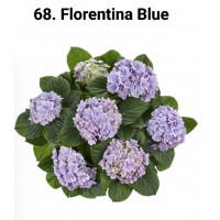 068. Гортензия крупнолистная Florentina Blue