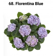 068. Гортензия крупнолистная Florentina Blue