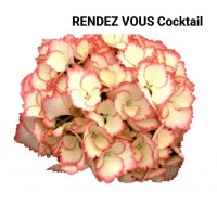080. Гортензия крупнолистная RENDEZ VOUS Cocktail 080. Гортензия крупнолистная RENDEZ VOUS Cocktail