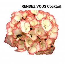 080. Гортензия крупнолистная RENDEZ VOUS Cocktail 080. Гортензия крупнолистная RENDEZ VOUS Cocktail