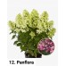 012. Гортензия метельчатая Panflora