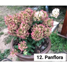 012. Гортензия метельчатая Panflora