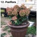 012. Гортензия метельчатая Panflora