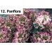 012. Гортензия метельчатая Panflora