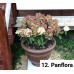 012. Гортензия метельчатая Panflora