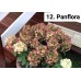 012. Гортензия метельчатая Panflora