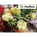 012. Гортензия метельчатая Panflora