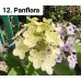 012. Гортензия метельчатая Panflora