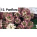 012. Гортензия метельчатая Panflora