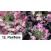 012. Гортензия метельчатая Panflora