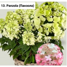 013. Гортензия метельчатая Panzola