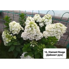 016. Гортензия метельчатая Diamant Rouge (Диамант руж) (Р)