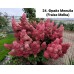 024. Гортензия метельчатая Fraise Melba (Фрайз Мельба) (Е)
