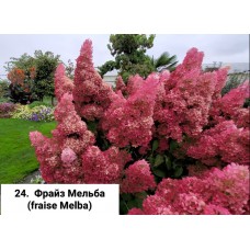 024. Гортензия метельчатая Fraise Melba (Фрайз Мельба) (Е)
