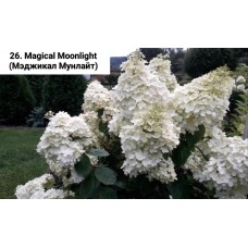 026. Гортензия метельчатая Magical Moonlight (Мэджикал Мунлайт) (E)