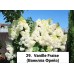 029. Гортензия метельчатая Vanille Fraise (Ванилла Фрейз) (Е)