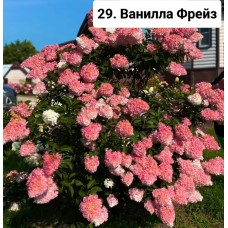 029. Гортензия метельчатая Vanille Fraise (Ванилла Фрейз) (Е)