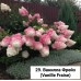 029. Гортензия метельчатая Vanille Fraise (Ванилла Фрейз) (Е)