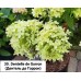 030. Гортензия метельчатая Dentelle dе Gorron (Дентель де Горрон) (Е)